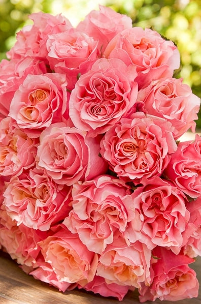 Mayra Peach Garden Roses