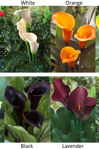 Available Mini Calla Colors