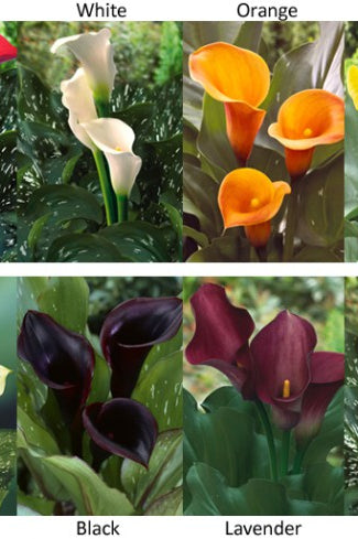Mini Calla Colors