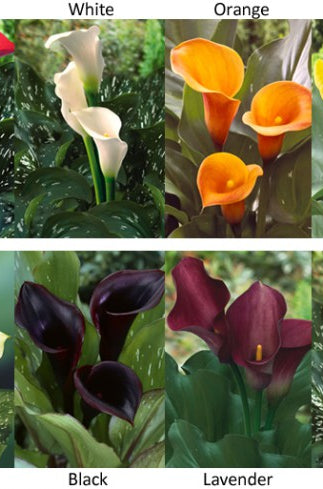 Mini Calla Colors