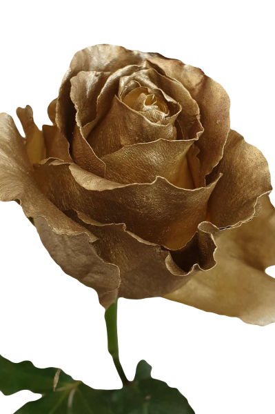 Metallic Gold Roses