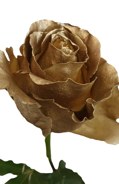Metallic Gold Roses