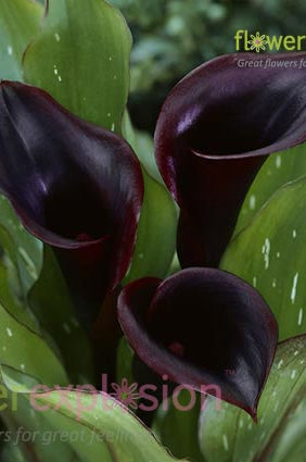 Black Star Mini Calla