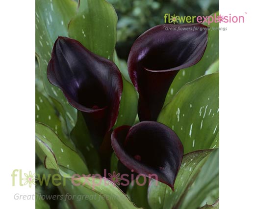 Black Star Mini Calla