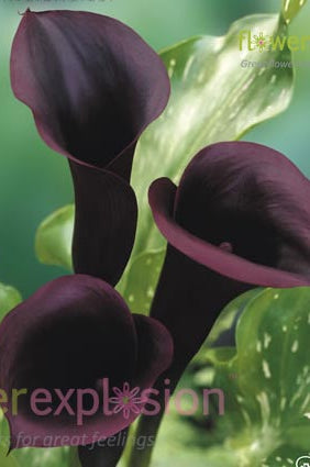 Schwarzwalder Black Mini Calla
