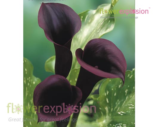 Schwarzwalder Black Mini Calla