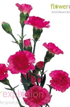 Hot Pink Mini Carnations