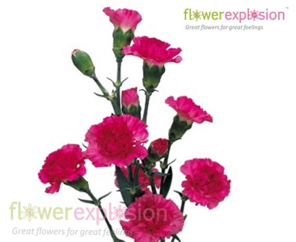 Hot Pink Mini Carnations