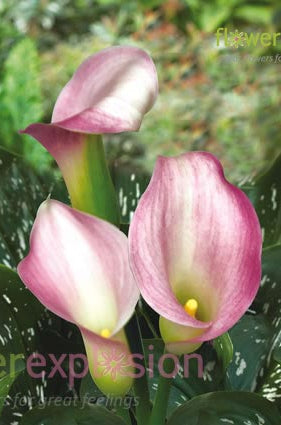 Little Suzy Bi-Color Mini Calla