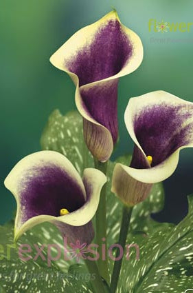 Picasso Bi-color Mini Calla