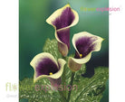 Picasso Bi-color Mini Calla