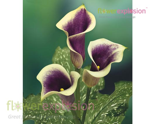 Picasso Bi-color Mini Calla