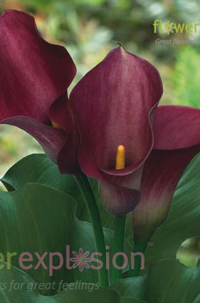 Dark Captain Romance Pink Mini Calla