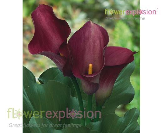 Dark Captain Romance Pink Mini Calla