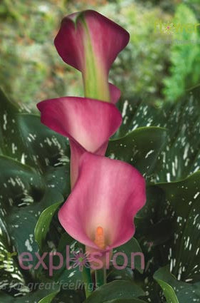 Garnet Glow Light Pink Mini Calla