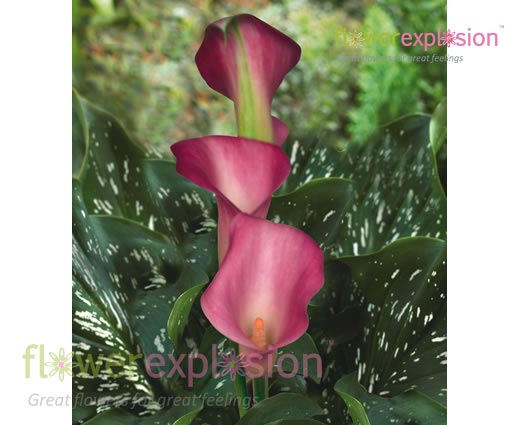 Garnet Glow Light Pink Mini Calla
