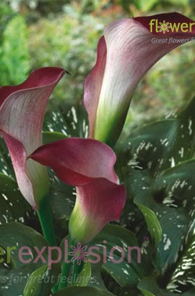 Pink Persuasion Pink Mini Calla