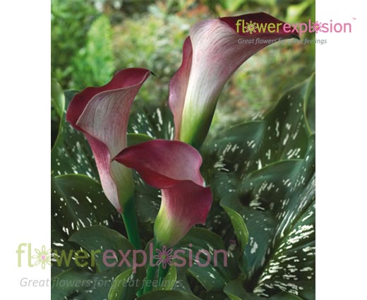 Pink Persuasion Pink Mini Calla