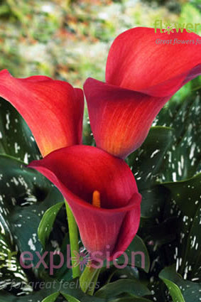 Aranal Red Mini Calla
