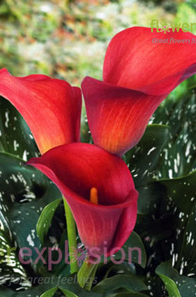 Aranal Red Mini Calla