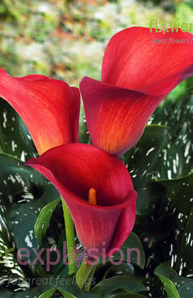 Aranal Red Mini Calla
