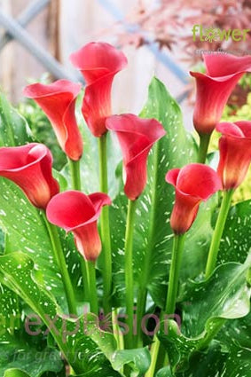 Red Pulse Red Mini Calla