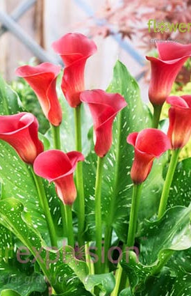 Red Pulse Red Mini Calla
