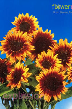 Mini Ring of Fire Sunflowers