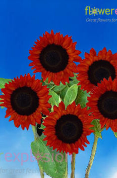 Red Mini Sunflowers