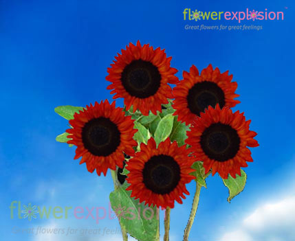 Red Mini Sunflowers
