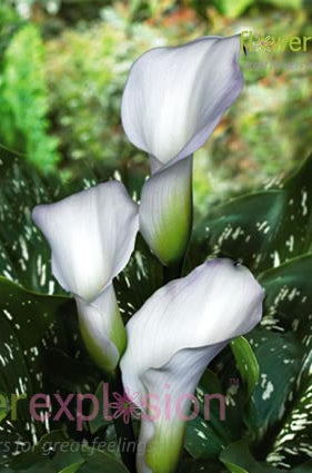 Crystal Blush White Mini Calla