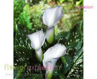 Crystal Blush White Mini Calla