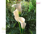 Elegant Swan White Mini Calla