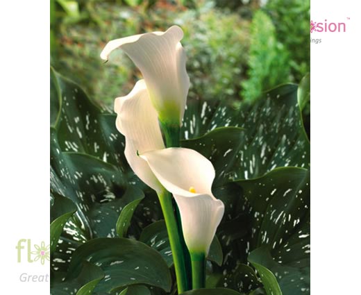 Elegant Swan White Mini Calla