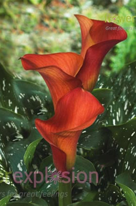 Farao Orange Mini Calla