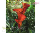 Farao Orange Mini Calla