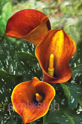 Orange Mango Mini Calla