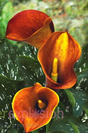 Orange Mango Mini Calla
