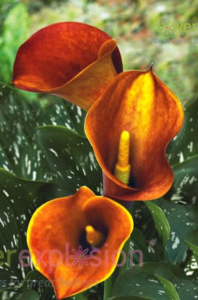 Orange Mango Mini Calla
