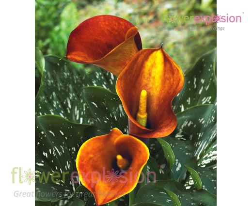 Orange Mango Mini Calla