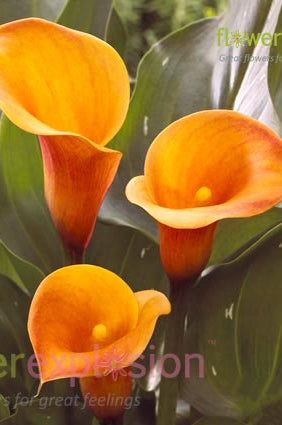 Passion Fruit Orange Mini Calla