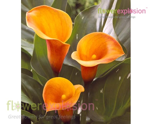 Passion Fruit Orange Mini Calla