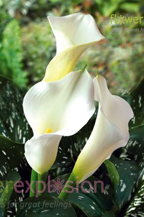 Sapporo White Mini Calla