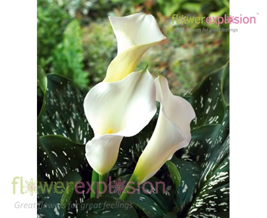Sapporo White Mini Calla