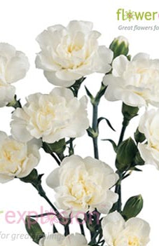 White Mini Carnations
