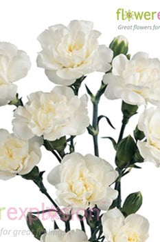 White Mini Carnations