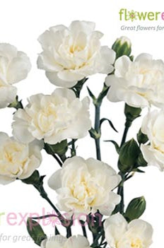 White Mini Carnations