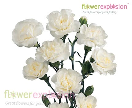 White Mini Carnations