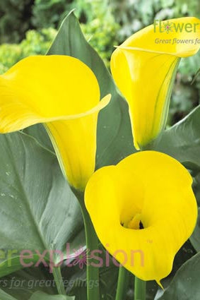 Conga Yellow Mini Calla