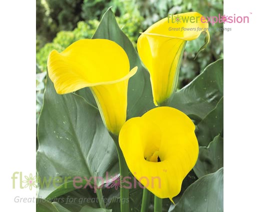 Conga Yellow Mini Calla